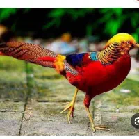 فروش طاووس|پرنده|بومهن, |دیوار