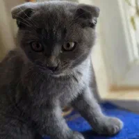 توله گربه اسکاتیش