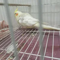 عروس هلندی