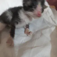 واگذاری گربه