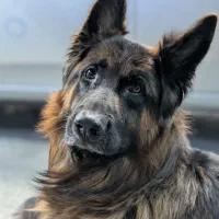 سگ ژرمن گمشده / مژدگانی / خاک سفید و اتحاد