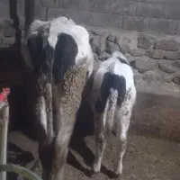 گاو نخری|حیوانات مزرعه|گندمان, |دیوار