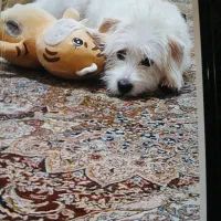 سگ گمشده|حیوانات|تهران, صاحب الزمان|دیوار