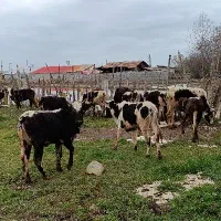 گاو ماده گوساله