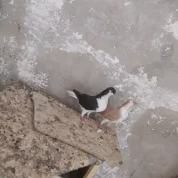 شهری|پرنده|شادگان, |دیوار