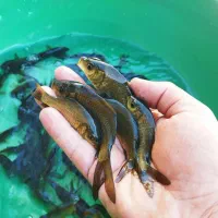 پرورش و فروش ماهی کپور طلایی تاتار|ماهی|اصفهان, بوستان ناژوان|دیوار