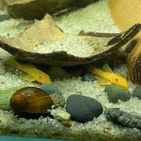لجن خوار پوزه بطه ای و گوپی در چهار نژاد