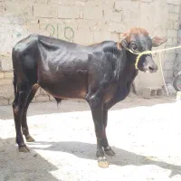 گوساله نر جنسی قلمدار