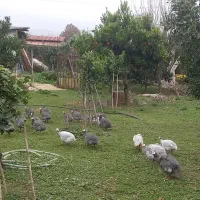 مرغ شاخدار|حیوانات مزرعه|قائم‌شهر, |دیوار