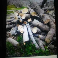 خریدوفروش انواع درخت( اکالیپتوس)مورت صنوبرابریشم|خدمات باغبانی و درختکاری|بهبهان, |دیوار