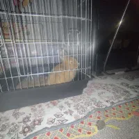 خرگوشمو واگذار میکنم به علت مسافرت