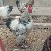 مرغ و خروس تزئینی