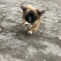 سگ پیکنیز خالص