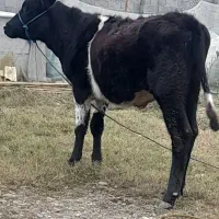 لیشه هلشتاین ۱۰ ماهه|حیوانات مزرعه|گوراب زرمیخ, |دیوار