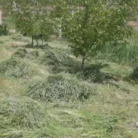 فروش یونجه