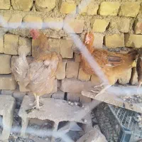مرغ  بومی تخم گذار|حیوانات مزرعه|خمینی‌شهر, |دیوار