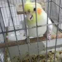 عروس هلندی نر|پرنده|بندر کنگان, |دیوار