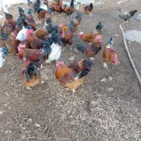 با سلام تعداد یه گله خروس به وزن ۲ ت ۳کیلو