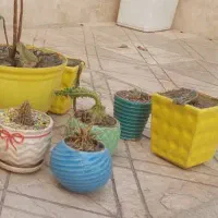 گلدان گل|گل و گیاه طبیعی|شاهینشهر, سعدی جنوبی|دیوار