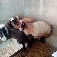 دو راس میش وبره باب داشتی جوان|حیوانات مزرعه|دره شهر, |دیوار