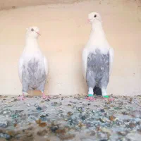 دم سبز|پرنده|شیراز, دلگشا|دیوار