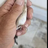 قناری|پرنده|آشخانه, |دیوار