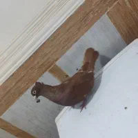 رنگی|پرنده|آبادان, |دیوار