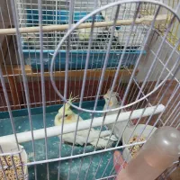 عروس هلندی  مولدوسخنگو