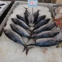 ماهی بدون استخوان جنوب