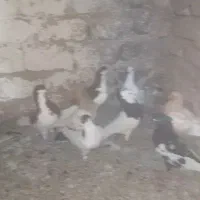 سلام تعدادی کبوتر همه رنگی هوایی