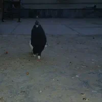 سینه سیاه