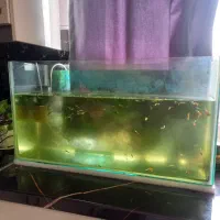 آکواریوم و ماهی