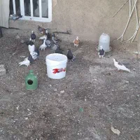 کبوتر