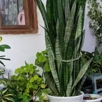 انواع گلهای طبیعی|گل و گیاه طبیعی|ماسال, |دیوار