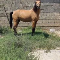 مادیان .ترک.با کره ماده نژاد ترک.