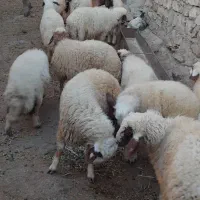 بره سفید|حیوانات مزرعه|اسلام‌‌آباد غرب, |دیوار