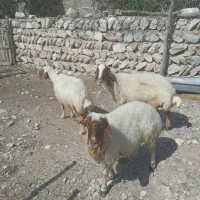 سه میش جوان داشتی