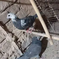 جوانه کفتر