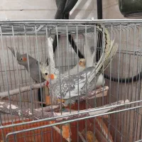 فروش ۹ عدد عروس هلندی|پرنده|شاهینشهر, شهرک ردانی پور|دیوار