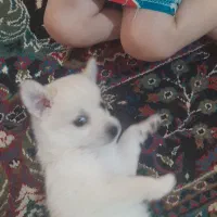 اشپیدز کوچولو