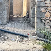 مرغ در باشت|حیوانات مزرعه|باشت, |دیوار