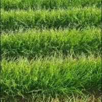 نشا پیاز|خدمات باغبانی و درختکاری|جیرفت, |دیوار