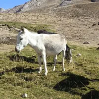 خر ماده (الاغ) باری و گله ای همراه با کره|حیوانات مزرعه|سمنان, |دیوار
