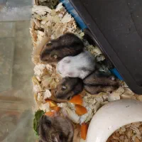 همستر خوکچه هندی|موش و خرگوش|مشهد, بهمن|دیوار