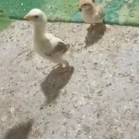 جوجه لاری