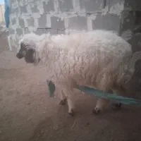 فروش بره|حیوانات مزرعه|اهواز, اهواز|دیوار