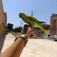 پرنده سرای قهرمانی شاه ملنگو خورشیدی لوری راهب و..