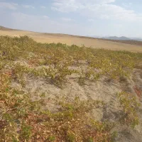 باغ دیم زار ۱۰۰۰متری