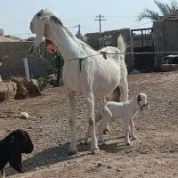 یک بز مری با دوکهره نر و ماده پرشیر|حیوانات مزرعه|زابل, |دیوار