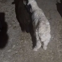 بره شیری در رستم ااباد  کنگاور نر۶و۵۰۰وماده ۶توم|حیوانات مزرعه|کنگاور, |دیوار